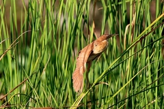 Ixobrychus cinnamomeus