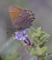 Callophrys muiri