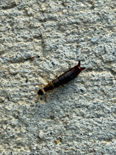 Ring-legged Earwig