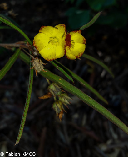 Cheirolaena linearis image