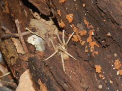 Ancylometes concolor