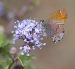 Callophrys muiri