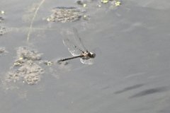 Epitheca petechialis