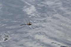 Epitheca petechialis