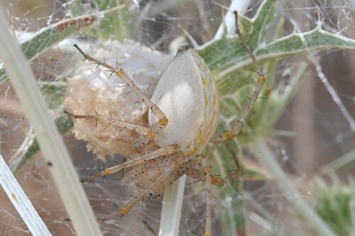 African Green Lynx Spider