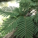 Acacia pennata