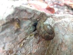 Plagioptycha strumosa