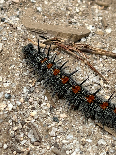 iNaturalist observation photo of Mourning Cloak