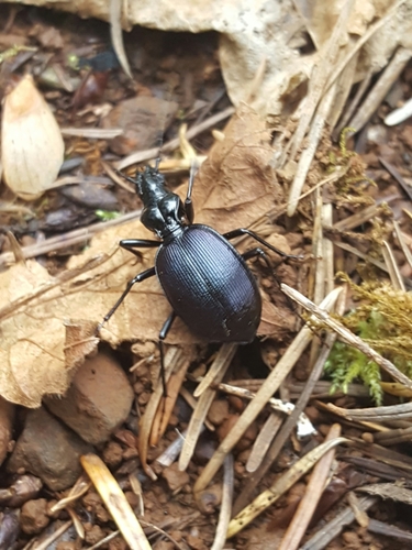 Angular Snail-eating Beetle photo 2