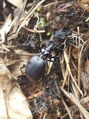 Scaphinotus angulatus