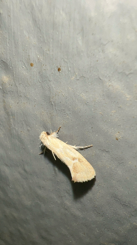 Acrolophus laticapitana photo 3