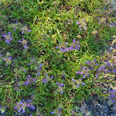 Penstemon heterodoxus, photograph author not stated, no rights reserved