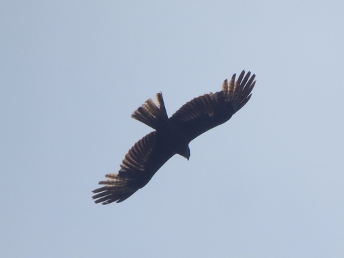 iNaturalist image