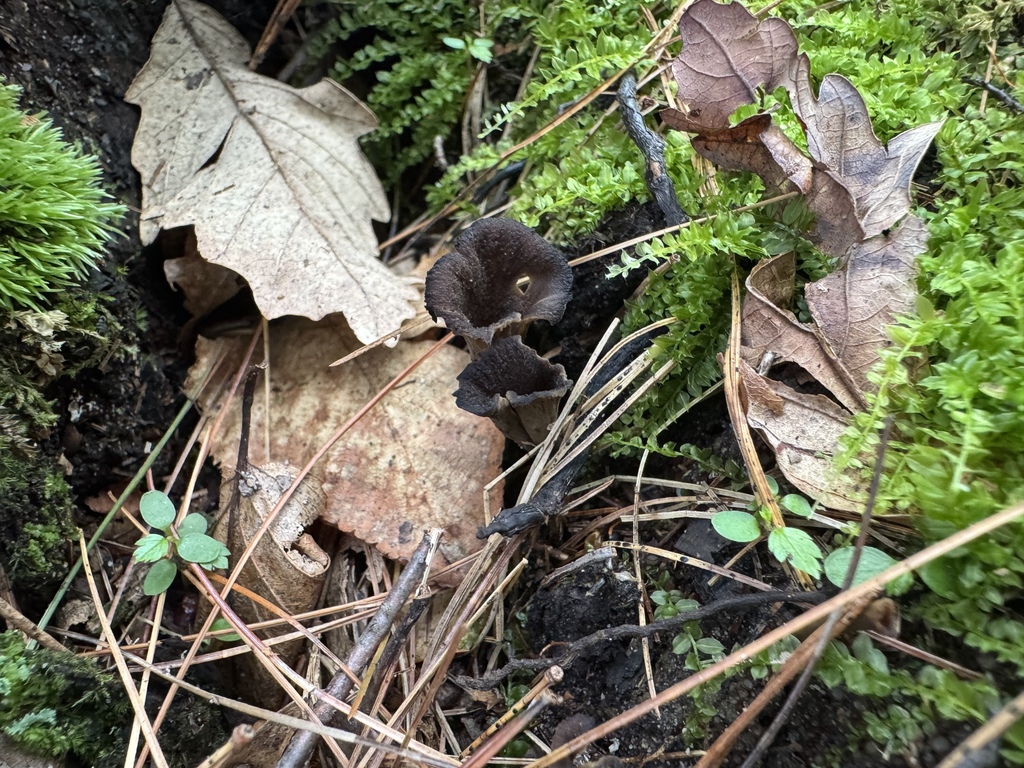 Eastern Black Trumpet · July 2026 · photo: Photo: (c) SiphonophoreSlinger, some rights reserved (CC BY) · iNaturalist