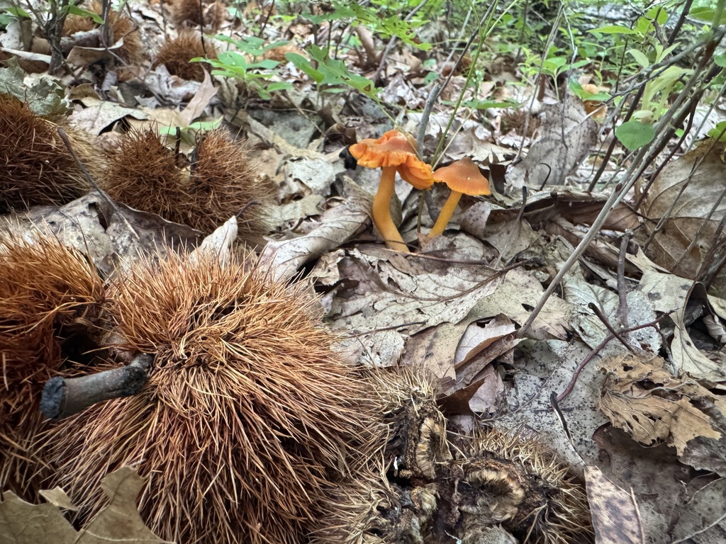 orange gilled waxcap · July 2026 · photo: Photo: (c) SiphonophoreSlinger, some rights reserved (CC BY) · iNaturalist