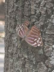 Myscelia ethusa ethusa