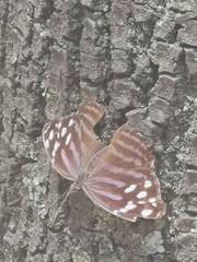 Myscelia ethusa ethusa