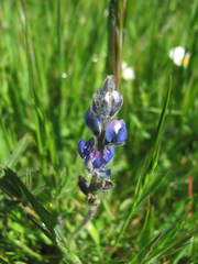Lupinus polycarpus