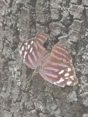 Myscelia ethusa ethusa