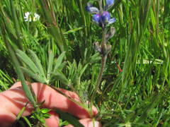 Lupinus polycarpus