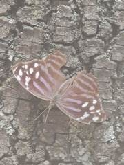 Myscelia ethusa ethusa