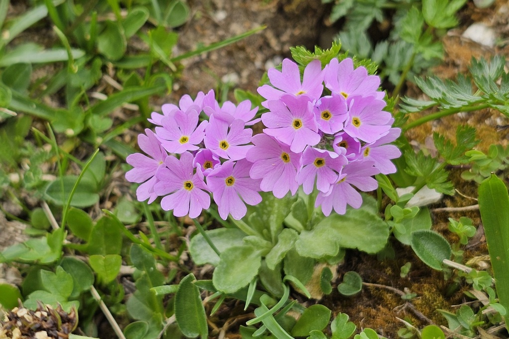 Bird's-eye Primrose