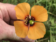 Papaver heterophyllum