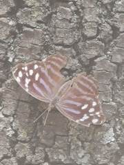 Myscelia ethusa ethusa