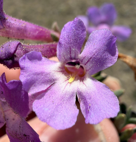 Penstemon gairdneri, photograph 3