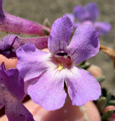 (c) James H. Thomas, some rights reserved (CC BY) Penstemon gairdneri, photograph (c) James H. Thomas, some rights reserved (CC BY)