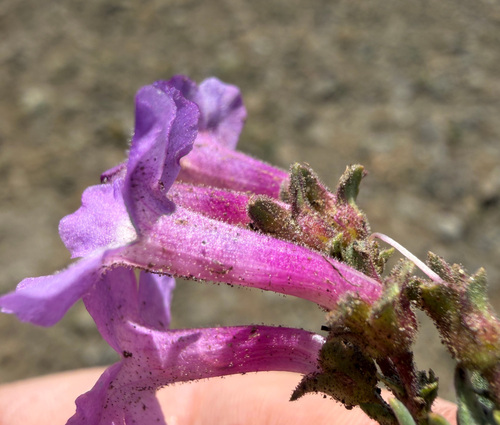 Penstemon gairdneri, photograph 4