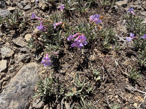 Penstemon gairdneri, photograph 2