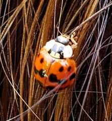 Harmonia axyridis