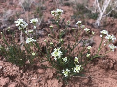 Lepidium montanum