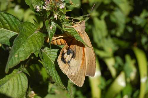 Palm Moth