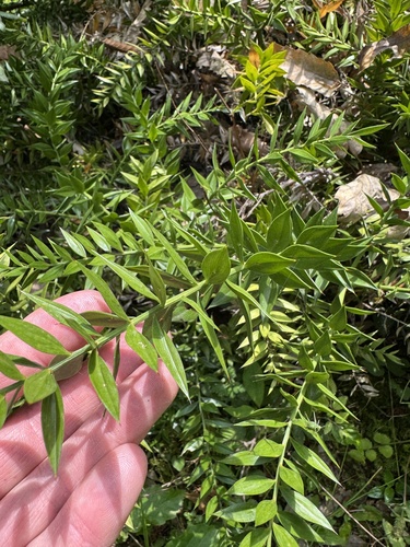 Ruscus hyrcanus