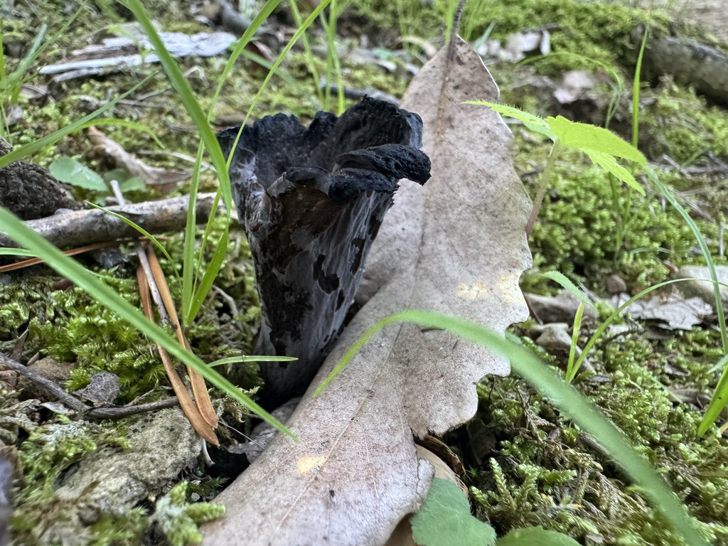 Eastern Black Trumpet