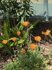 Tulipa