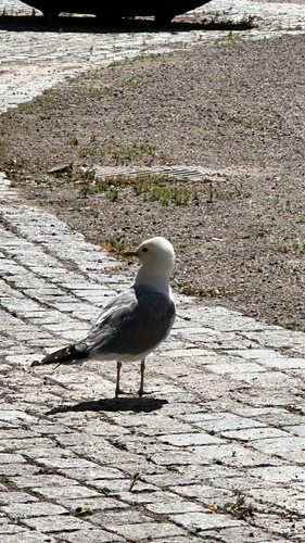 Common Gull
