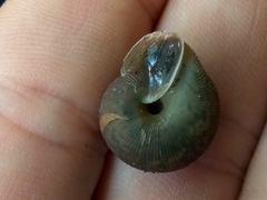 Plagioptycha strumosa