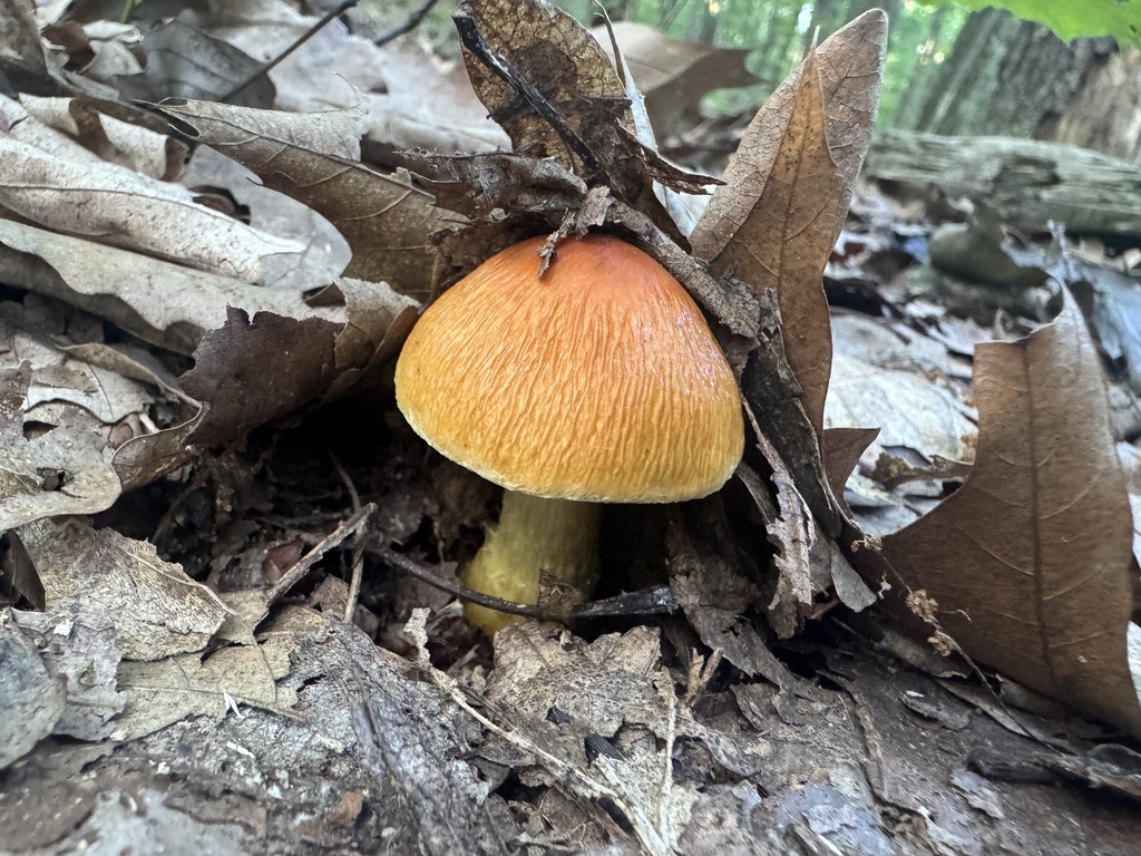 wrinkled cortinarius · July 2026 · photo: Photo: (c) SiphonophoreSlinger, some rights reserved (CC BY) · iNaturalist