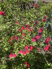 Tulipa