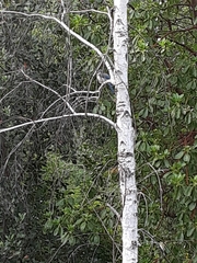 Aphelocoma californica