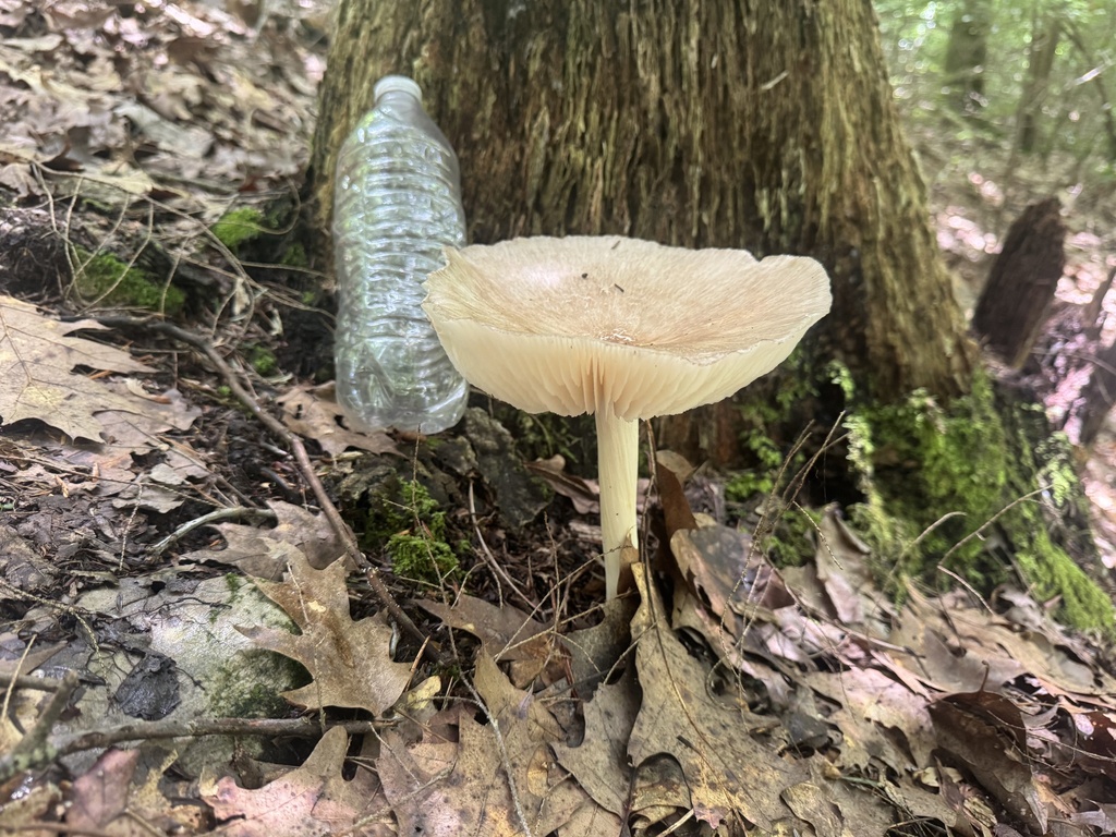 Eastern American Platterful Mushroom · June 2026 · photo: Photo: (c) SiphonophoreSlinger, some rights reserved (CC BY) · iNaturalist