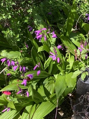 Tulipa