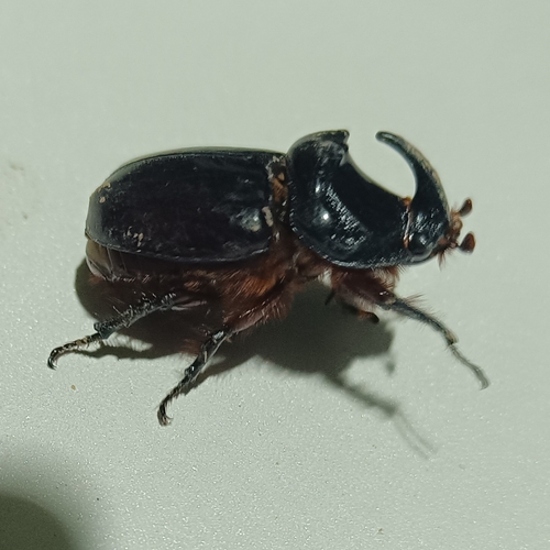 Greek rhinoceros beetle