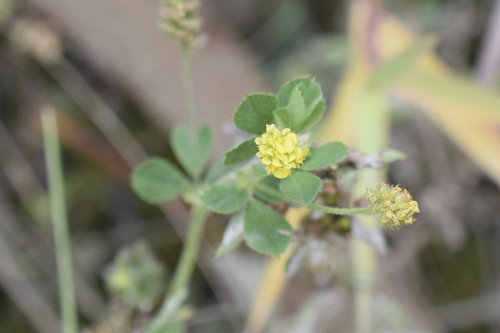 Medicago lupulina image