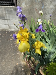 Tulipa