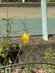 Tulipa