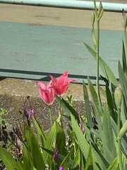 Tulipa